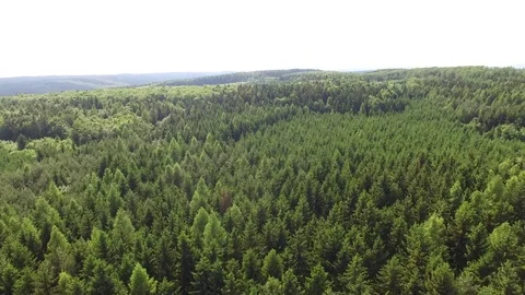 Flight over the spring woods Stock Footage 76582443