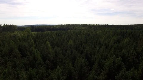 Flight over the spring woods Stock Footage 76587027