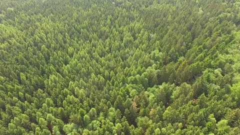 Flight over the spring woods Stock Footage 76594902