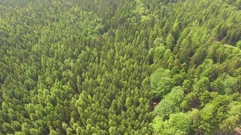 Flight over the spring woods Stock Footage 76594951