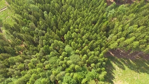 Flight over the spring woods Stock Footage 76595037