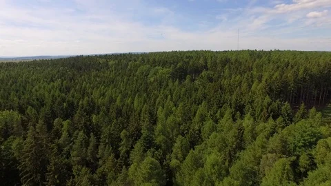 Flight over the spring woods Stock Footage 76595117