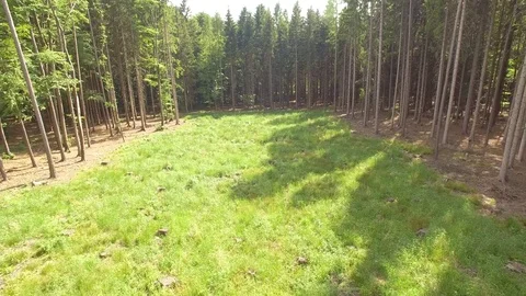 Flight over the spring woods Stock Footage 76595260