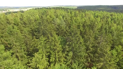 Flight over the spring woods Stock Footage 76595297