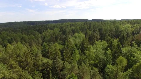 Flight over the spring woods Stock Footage 76595527