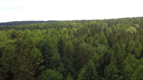 Flight over the spring woods Stock Footage 76595757