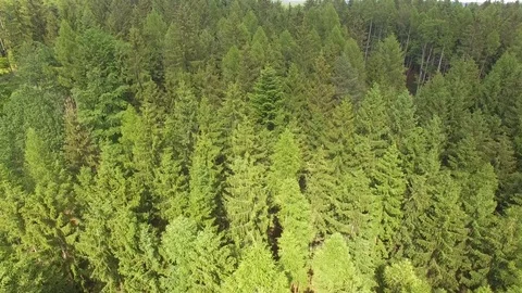 Flight over the spring woods Stock Footage 76595920