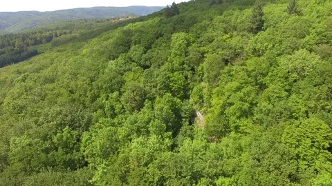 Flight over the spring woods Stock Footage 76610820