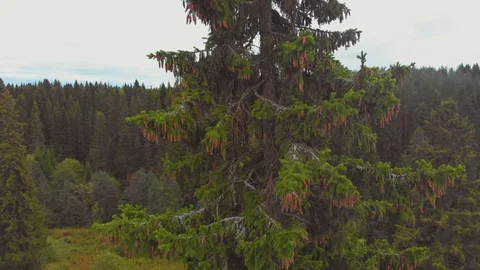 Flight over spruce with cones in September Stock Footage 115352098