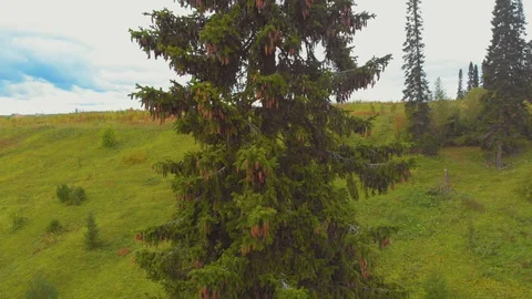 Flight over spruce with cones in September Stock Footage 115352770