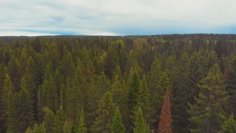 Flight over spruce with cones in September Stock Footage 115352893