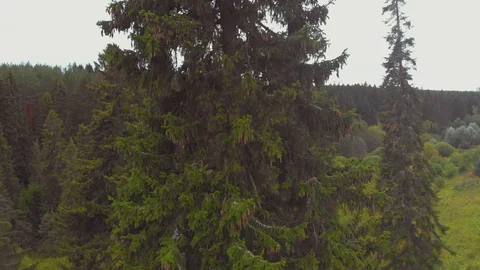 Flight over spruce with cones in September Stock Footage 115352951