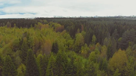 Flight over spruce with cones in September Stock Footage 115353112