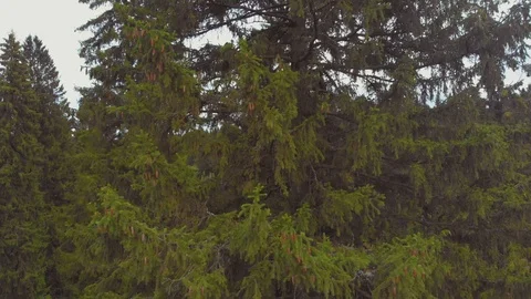 Flight over spruce with cones in September Stock Footage 115353336