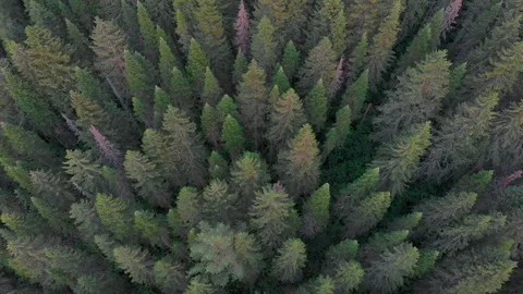 Flight over the spruce forest and over the Chusovaya river Stock Footage 113178332