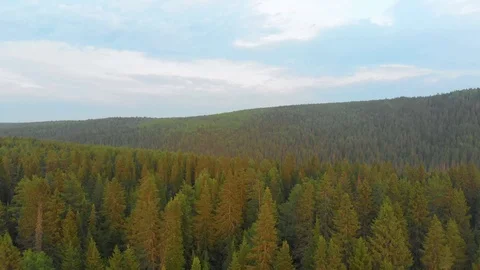 Flight over the spruce forest and over the Chusovaya river Stock Footage 113178375