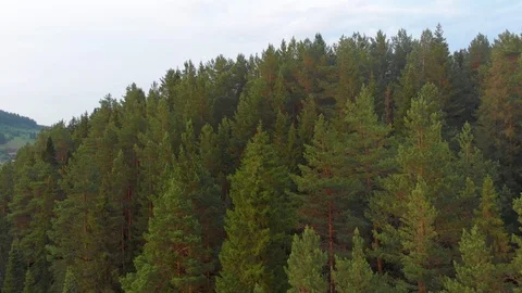 Flight over the spruce forest and over the Chusovaya river Stock Footage 113178386