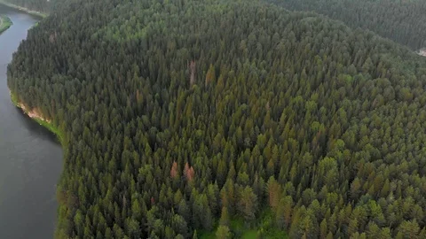 Flight over the spruce forest and over the Chusovaya river Stock Footage 113178457