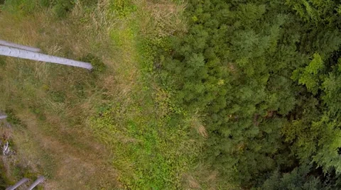 Flight over spruce forest Stock Footage 32968809