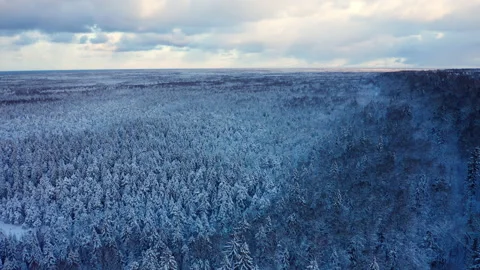 Flight over the spruce forest in winter. Spruce trees covered with snow. Stock Footage 225439235