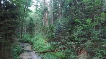 Flight over a stream in the forest, aerial view Stock Footage 85615019