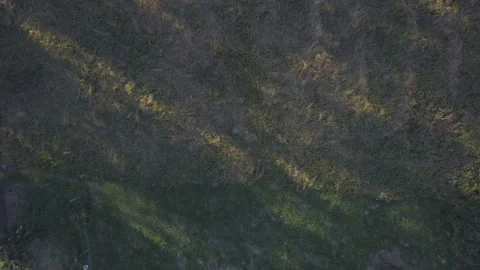 Flight over summer forest. 4k AERIAL footage. Stock Footage 91877080