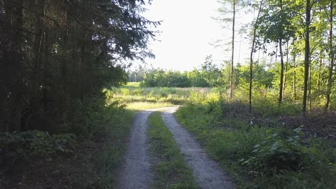 Flight over summer forest and sandy road Stock Footage 91879828
