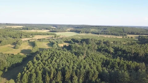 Flight over summer forest Vídeos de archivo 91878456