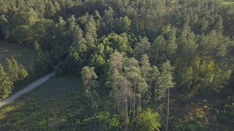 Flight over summer forest Stock Footage 91880212