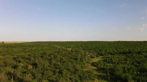 Flight over the Summer Forest. Forest Reserve 库存影片 134467934
