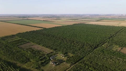 Flight over the Summer Forest. Forest Reserve Stock Footage 134468165