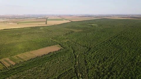 Flight over the Summer Forest. Forest Reserve Vidéo 134468491