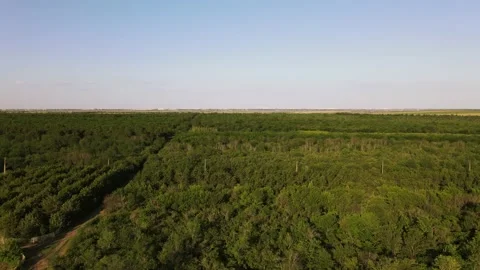Flight over the Summer Forest. Forest Reserve Vídeo Stock 134468587
