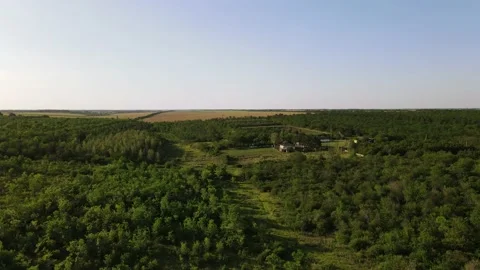 Flight over the Summer Forest. Forest Reserve Vidéo 134468820