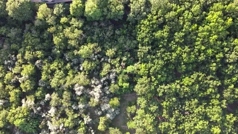 Flight over the Summer Forest. Forest Reserve Stock Footage 134470246