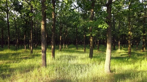 Flight over the Summer Forest. Forest Reserve Видео 134470389