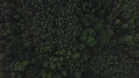 Flight over summer forest in Poland. 4k AERIAL footage with top down view. Stock Footage 156277888