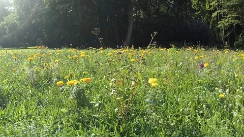 Flight over a summery flower meadow Stock Footage 115253264