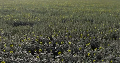 Flight over sun flower field Stock Footage 65758939