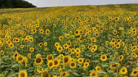 Flight Over The Sunflower Field And Dancing In Sunny Video Stock Footage 279975603