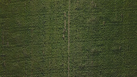 Flight over the sunflower field Видео 79596516