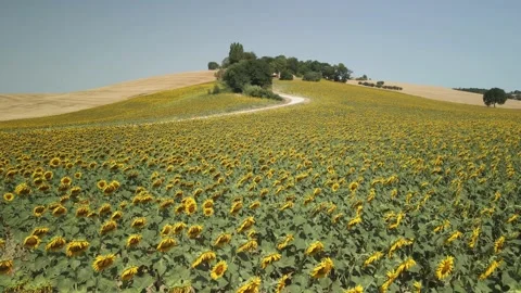 Flight over a sunflower field Stock Footage 159059750