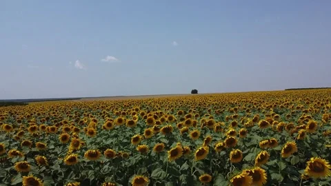 Flight over the sunflower field Video stock 249736218