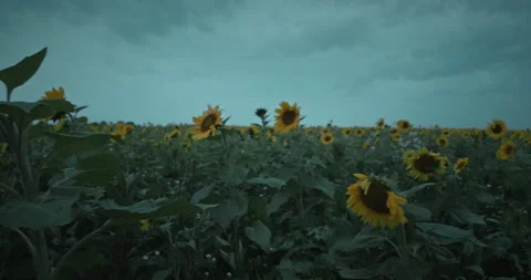 Flight over sunflower field Vidéo 262538667