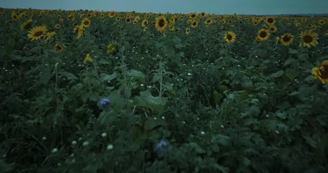 Flight over sunflower field Stock Footage 262539043