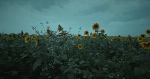Flight over sunflower field Stock Footage 262539177