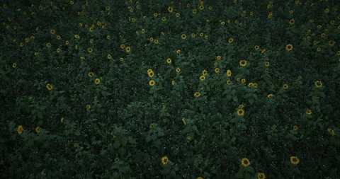 Flight over sunflower field Stock Footage 262539593