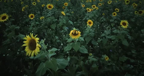 Flight over sunflower field Stock Footage 262539780