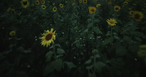 Flight over sunflower field Stock Footage 262539894
