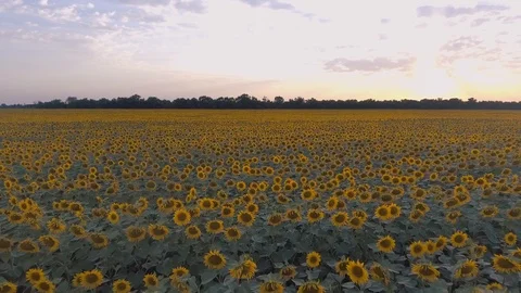 Flight over the sunflower field in sunset. Beautiful background and texture Stock Footage 85710247